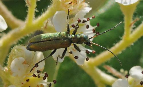 Chrysanthia viridissima